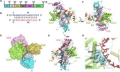 Why Is a High Temperature Needed by Thermus thermophilus Argonaute During mRNA Silencing: A Theoretical Study